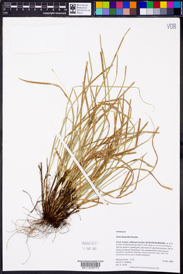 Carex basiantha image