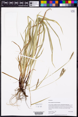 Carex oxylepis image