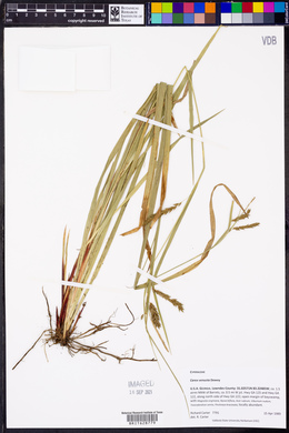 Carex venusta image