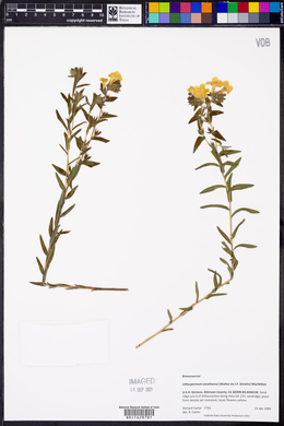 Lithospermum caroliniense image