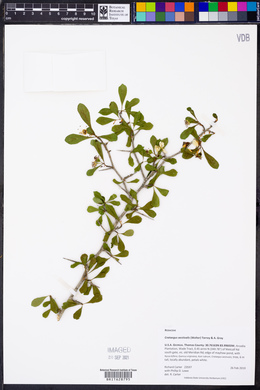 Crataegus aestivalis image