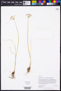 Allium canadense var. mobilense image