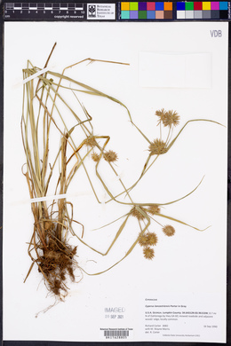 Cyperus lancastriensis image