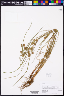 Cyperus retrorsus image