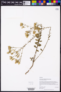 Sericocarpus tortifolius image