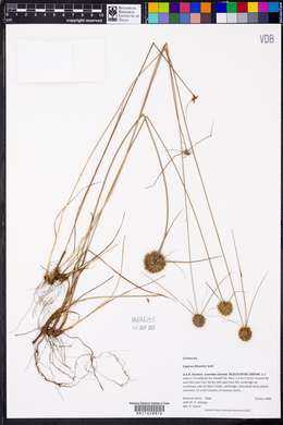 Cyperus filiculmis image