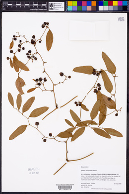 Smilax auriculata image