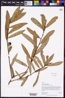 Quercus pumila image