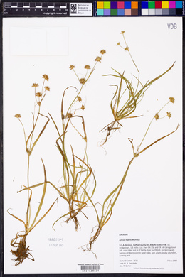 Juncus repens image