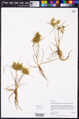 Cyperus polystachyos image