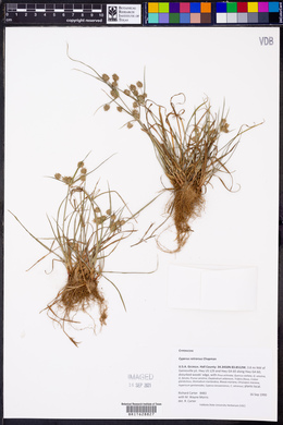 Cyperus retrorsus image