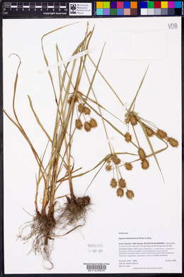 Cyperus lancastriensis image