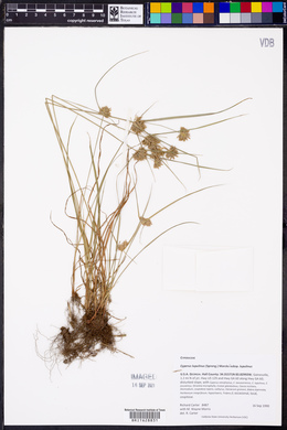 Cyperus lupulinus subsp. lupulinus image