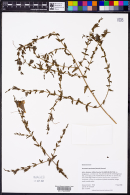 Aureolaria pectinata image