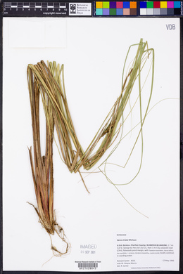 Carex striata image