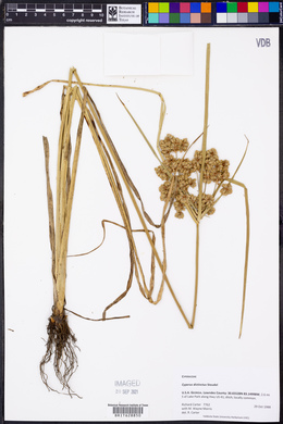 Cyperus distinctus image