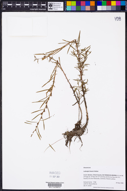 Ludwigia linearis image