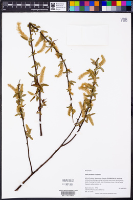 Salix floridana image