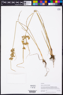Cyperus surinamensis image