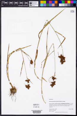 Fuirena breviseta image