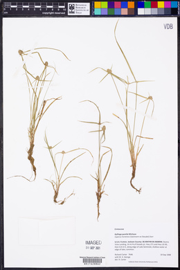 Kyllinga pumila image
