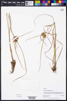 Cyperus pseudovegetus image