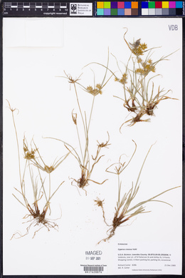 Cyperus croceus image