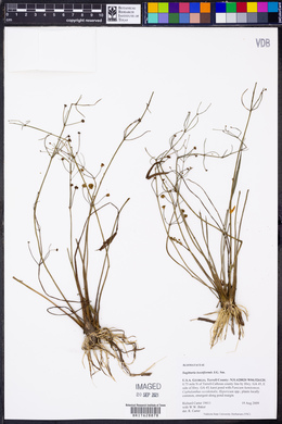 Sagittaria isoetiformis image