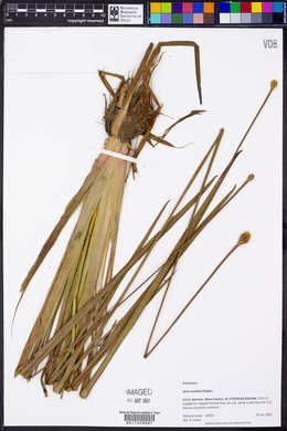 Xyris serotina image