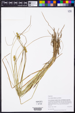Carex atlantica subsp. atlantica image