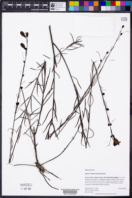 Agalinis linifolia image
