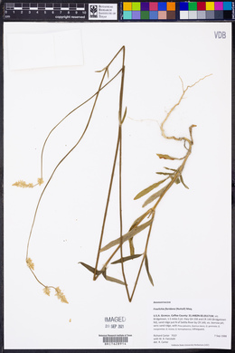 Froelichia floridana image