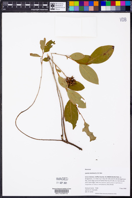 Lyonia mariana image