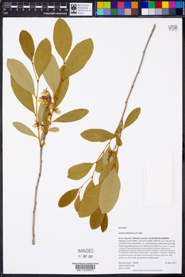 Lyonia mariana image
