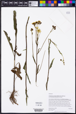 Arnoglossum ovatum image