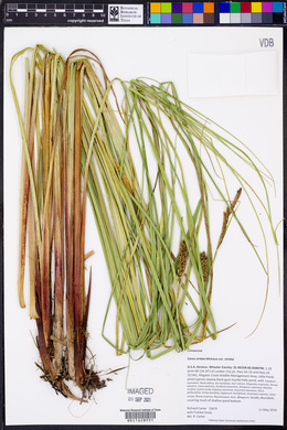 Carex striata image