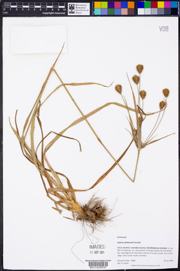 Cyperus plukenetii image