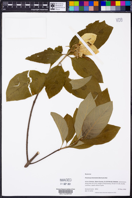 Pinckneya bracteata image