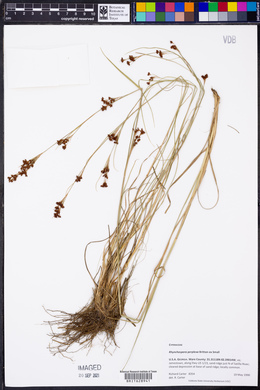 Rhynchospora perplexa image