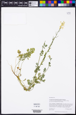 Corydalis halei image