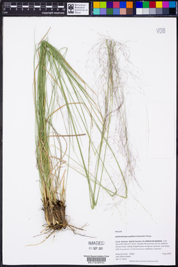 Muhlenbergia capillaris image