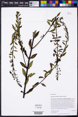 Macranthera flammea image