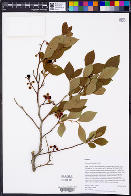 Vaccinium fuscatum image