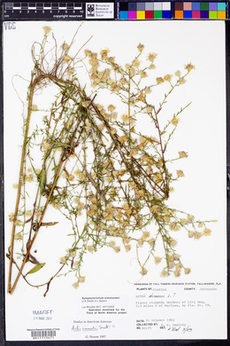 Symphyotrichum simmondsii image