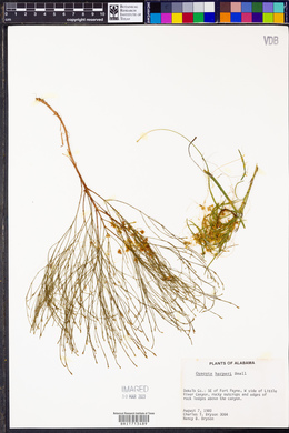 Cuscuta harperi image