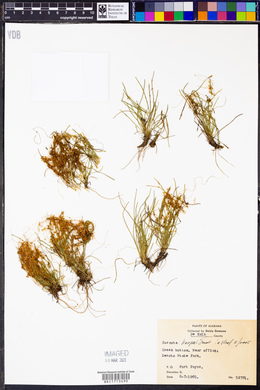 Cuscuta harperi image