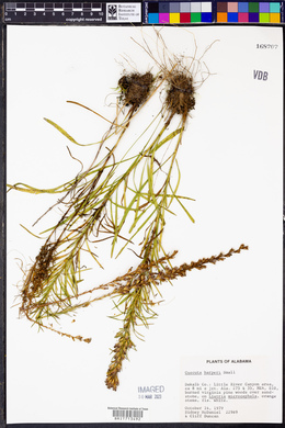 Cuscuta harperi image