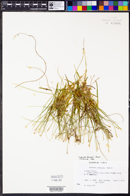 Cuscuta harperi image