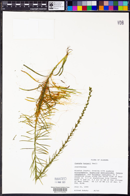 Cuscuta harperi image