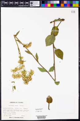 Solidago verna image